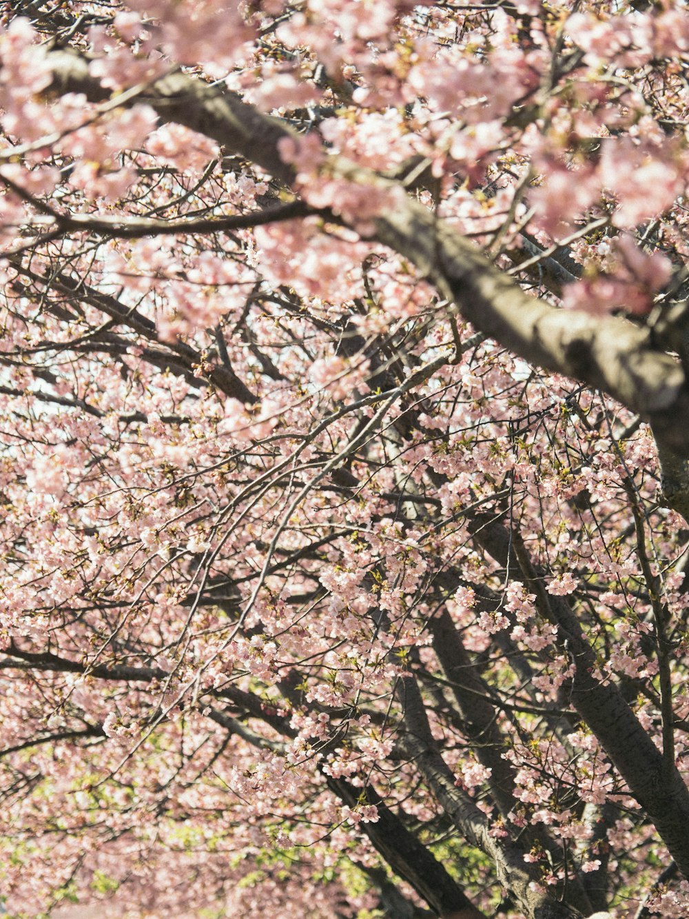 pink cherry blossom tree during daytime