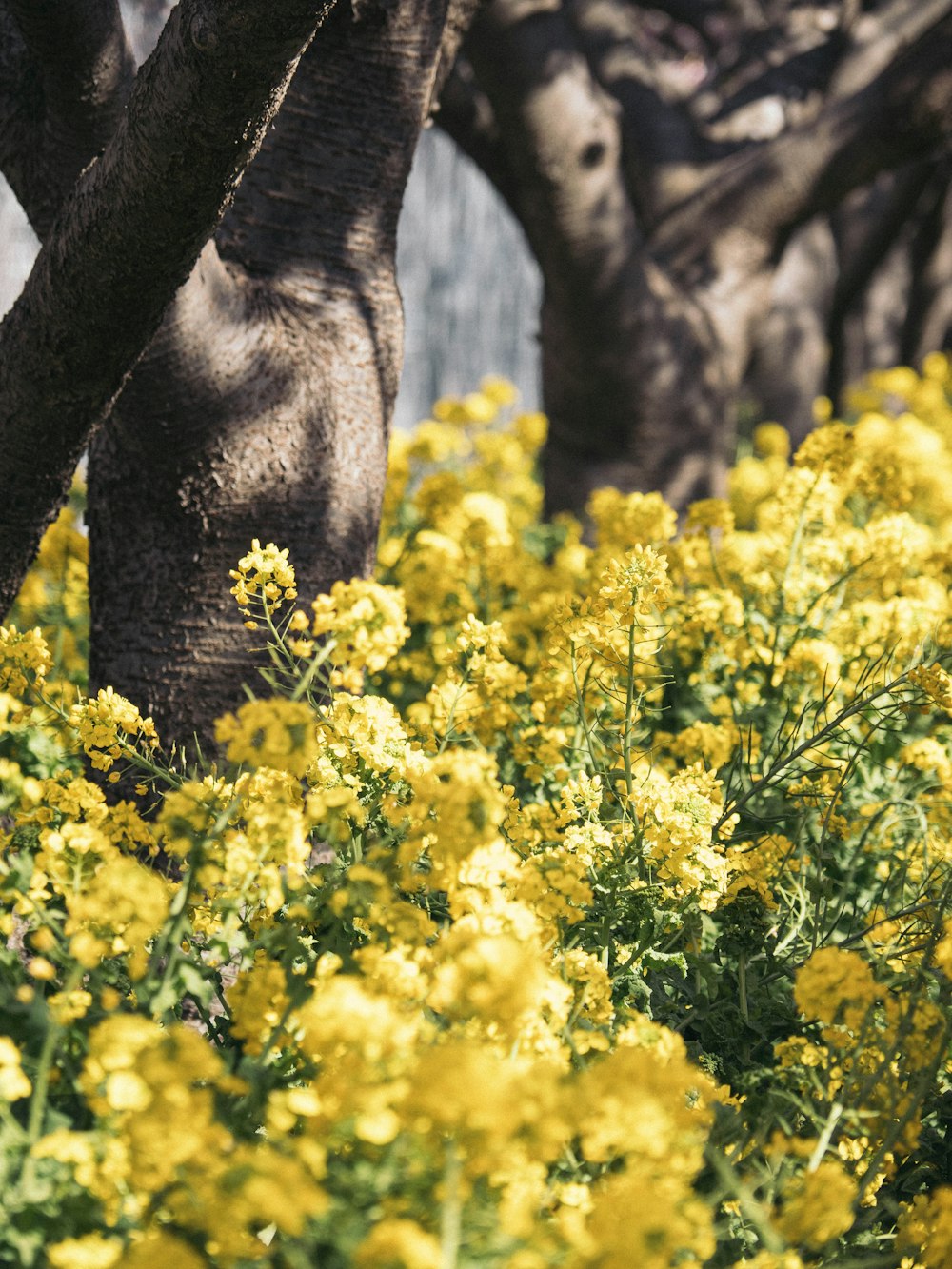 yellow flowers beside gray tree