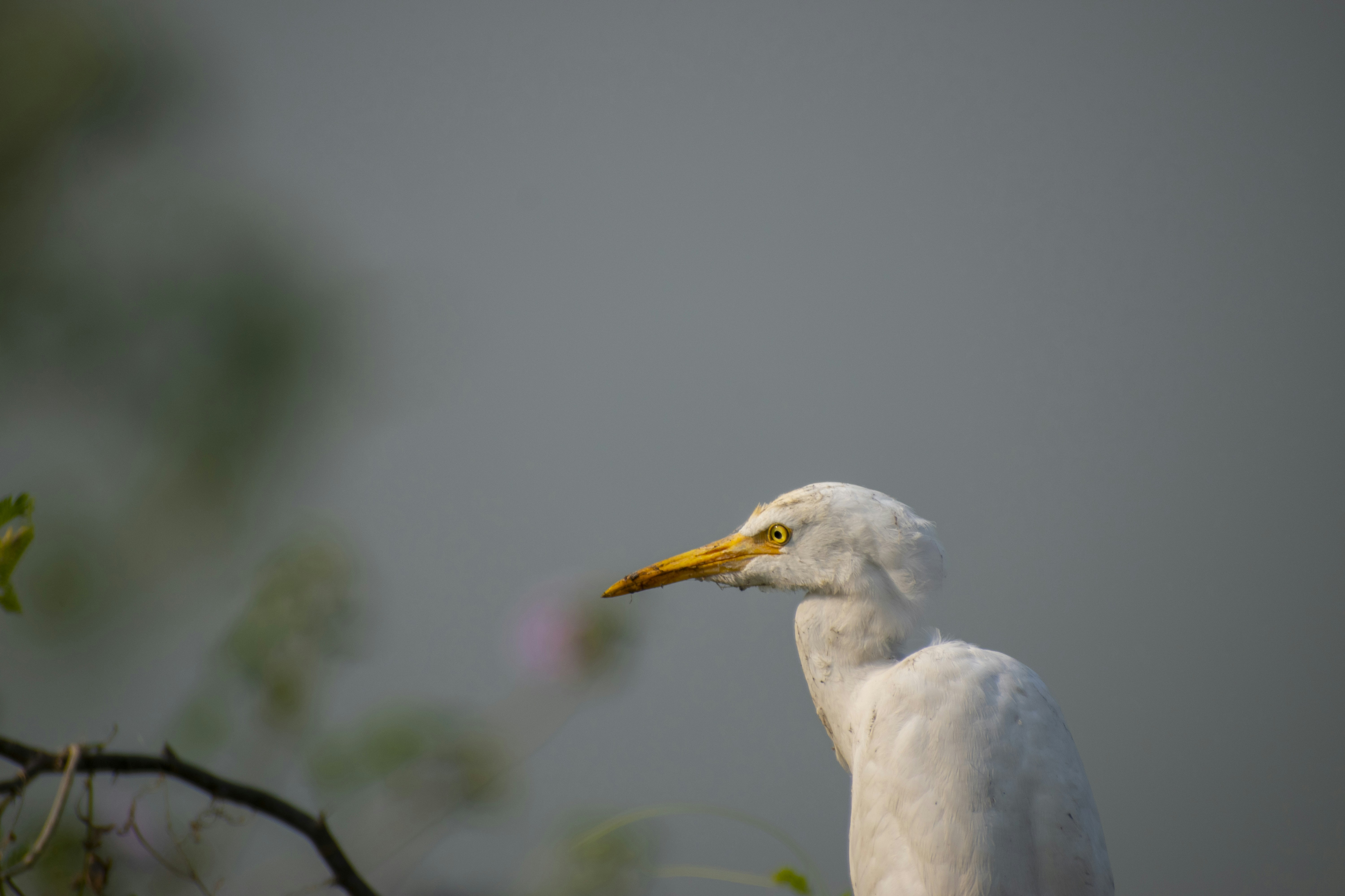 Photo by yash_sarang