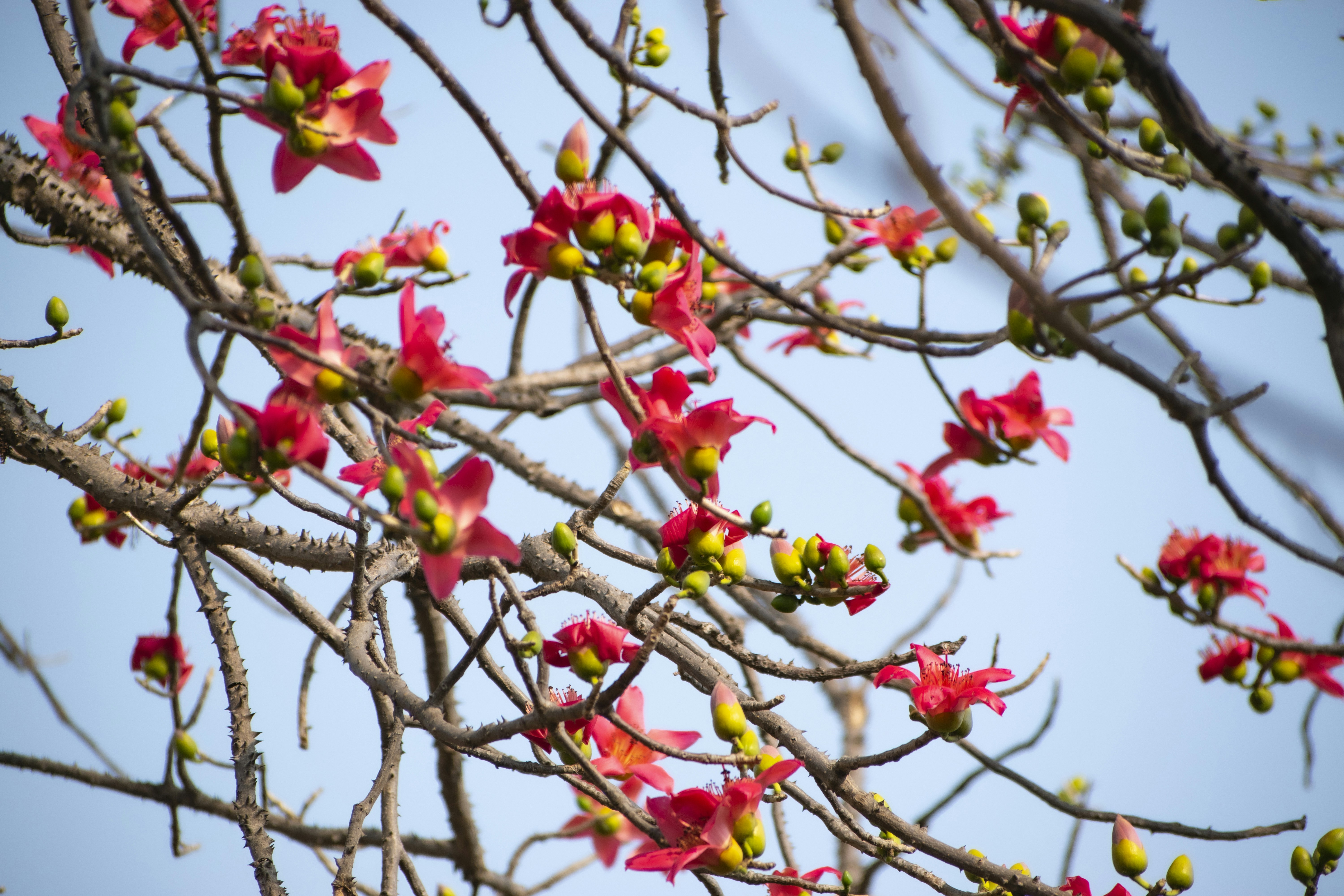 Photo by yash_sarang