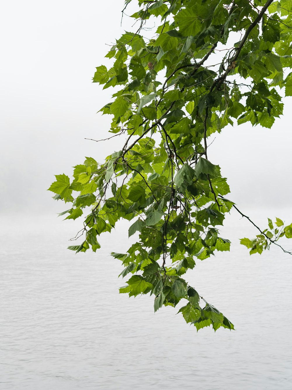 Grüner Baum in der Nähe von Gewässern tagsüber