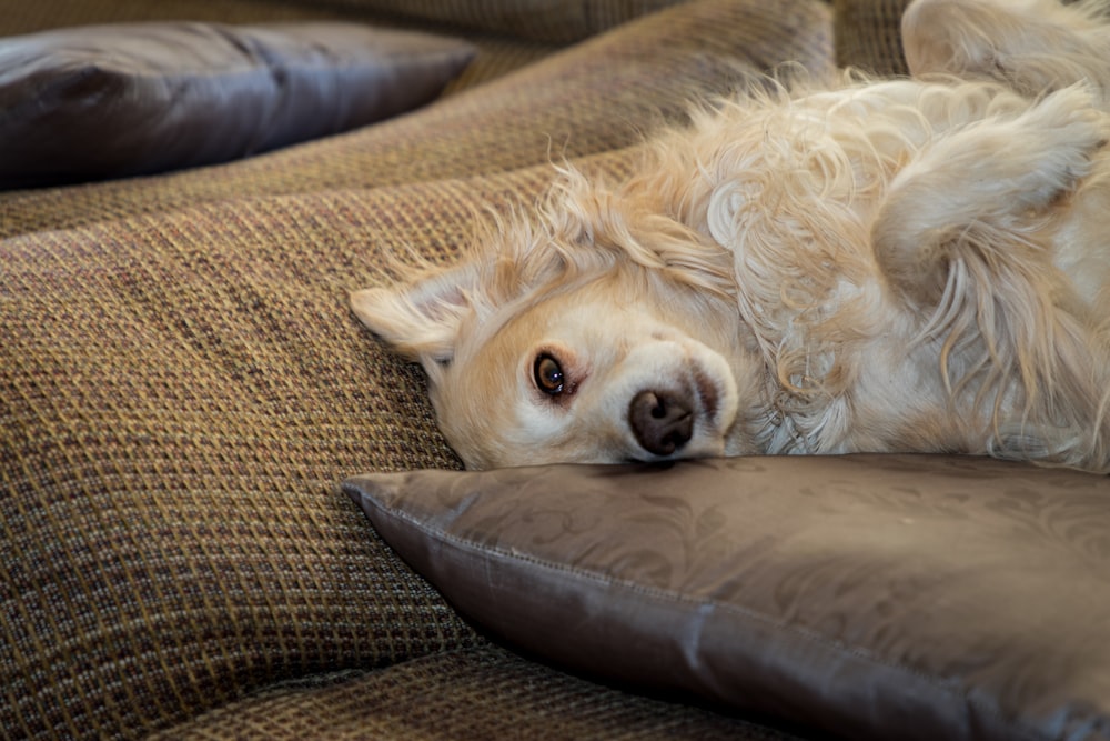 white long coated dog lying on brown textile