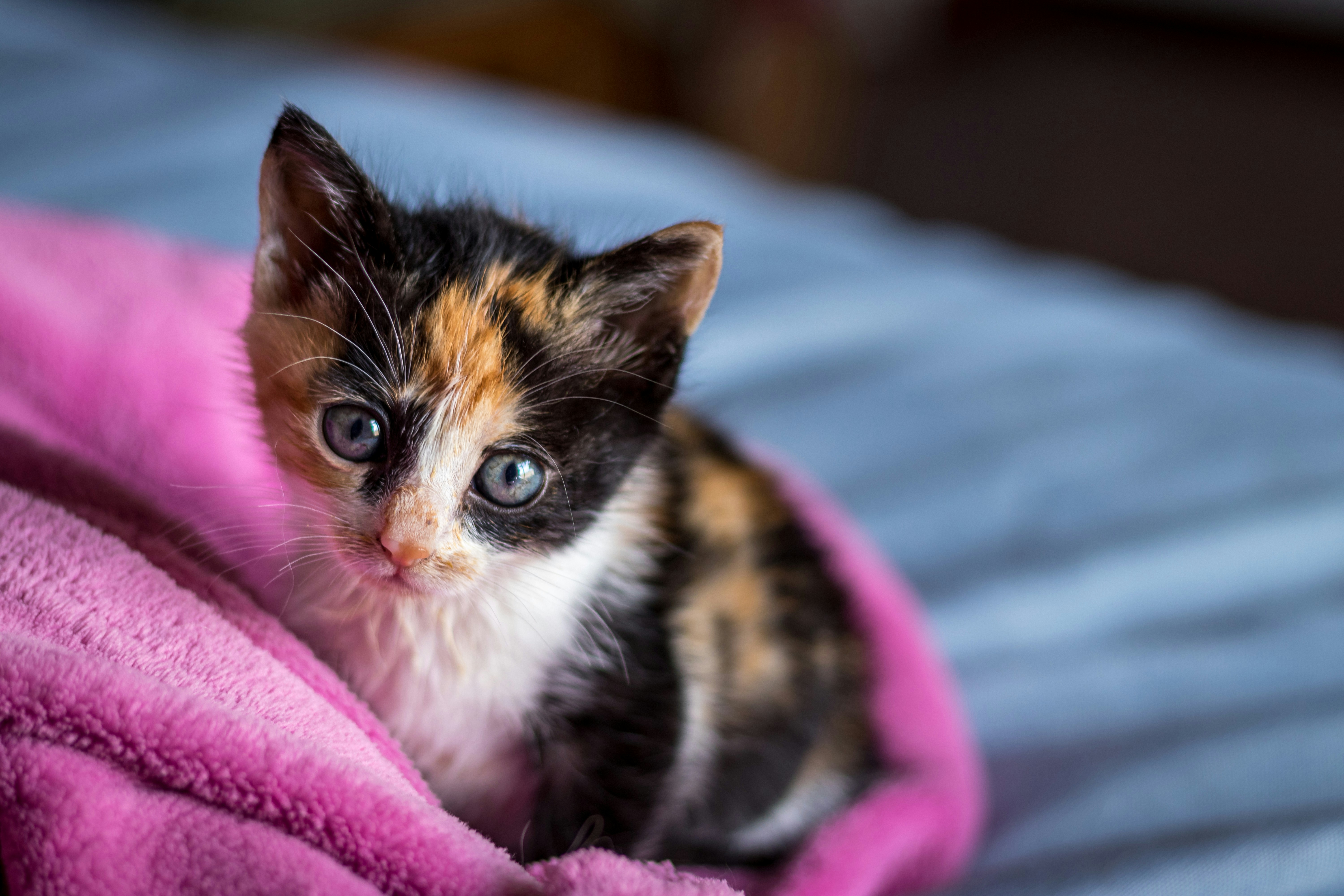 brown and white cat on pink textile