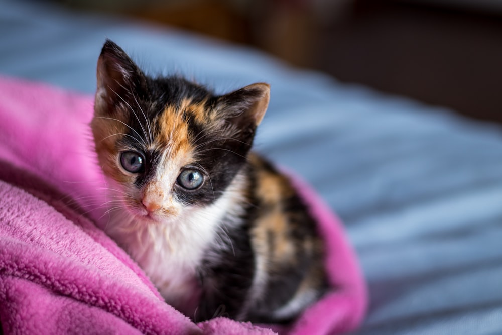 brown and white cat on pink textile