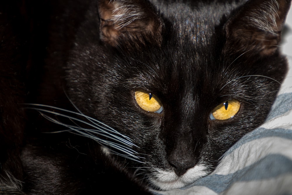 black and white cat on white textile