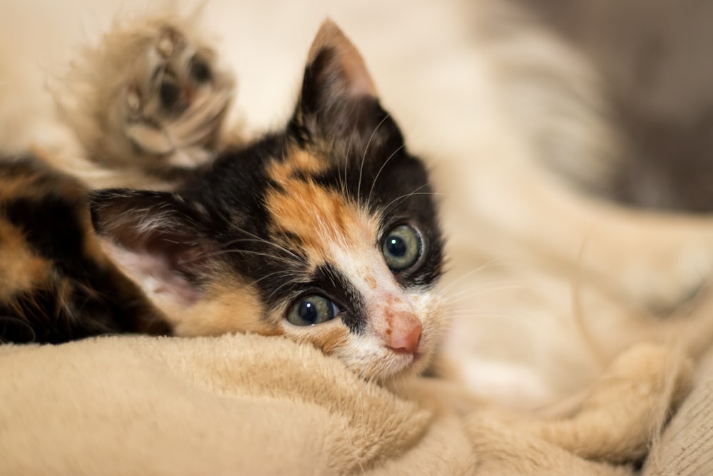 black white and brown cat on white textile