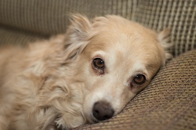 A white small dog resting calmly on a brown couch cushion