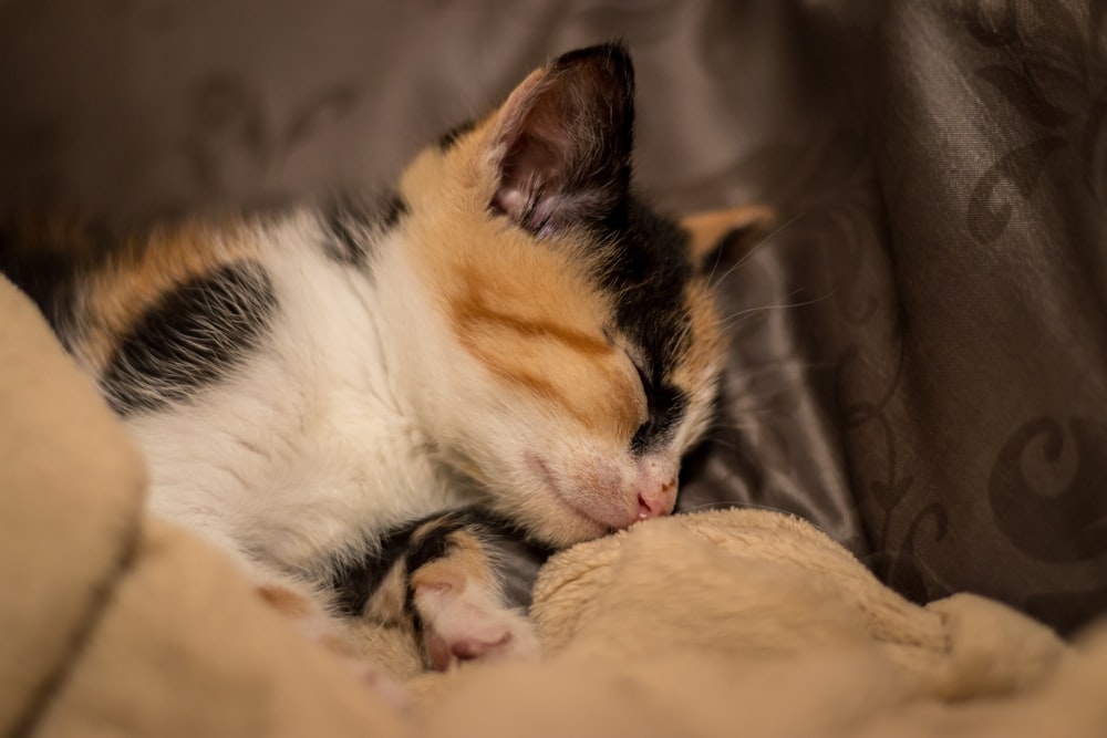 white black and orange cat lying on brown textile