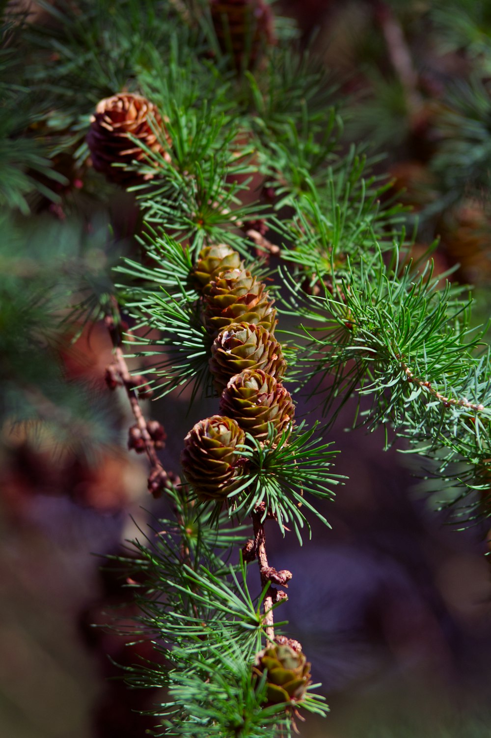 green pine cone on green pine tree