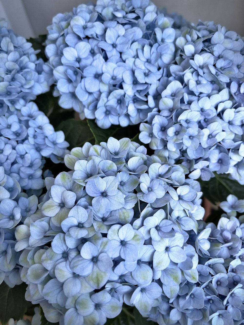 white flowers in tilt shift lens