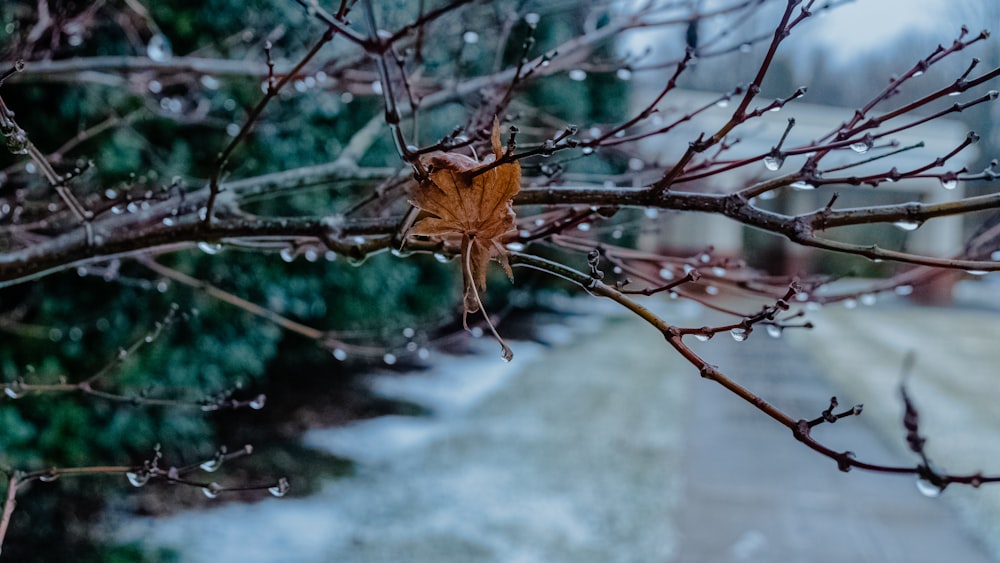 a leaf that is sitting on a tree branch