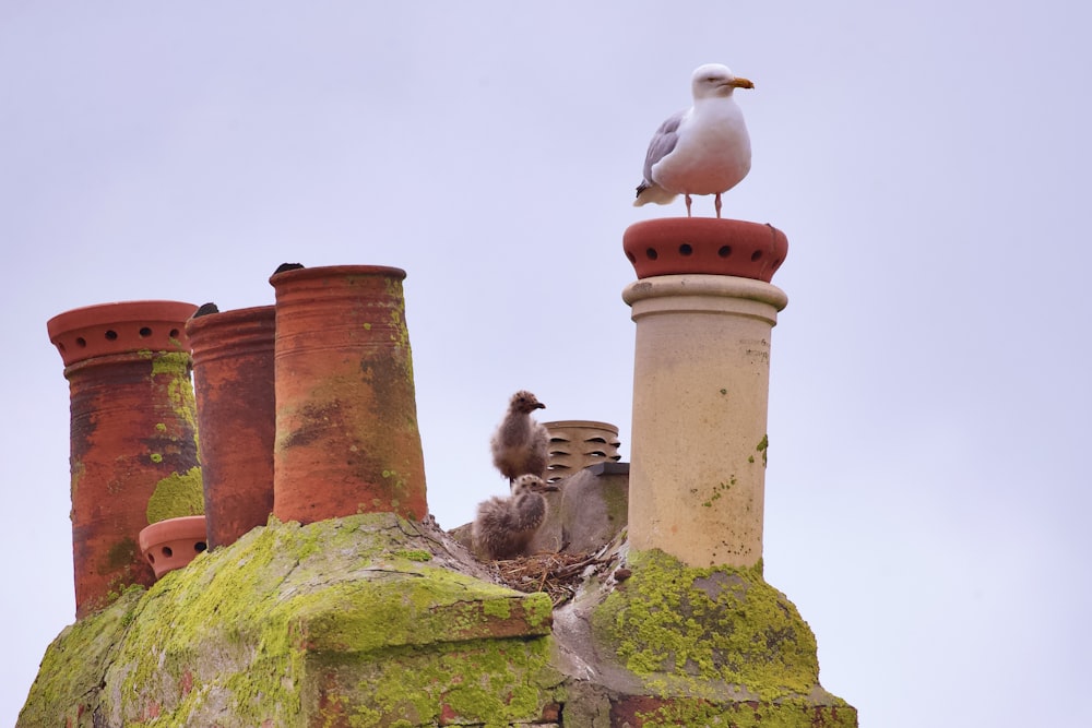 flock of birds on top of brown concrete tower