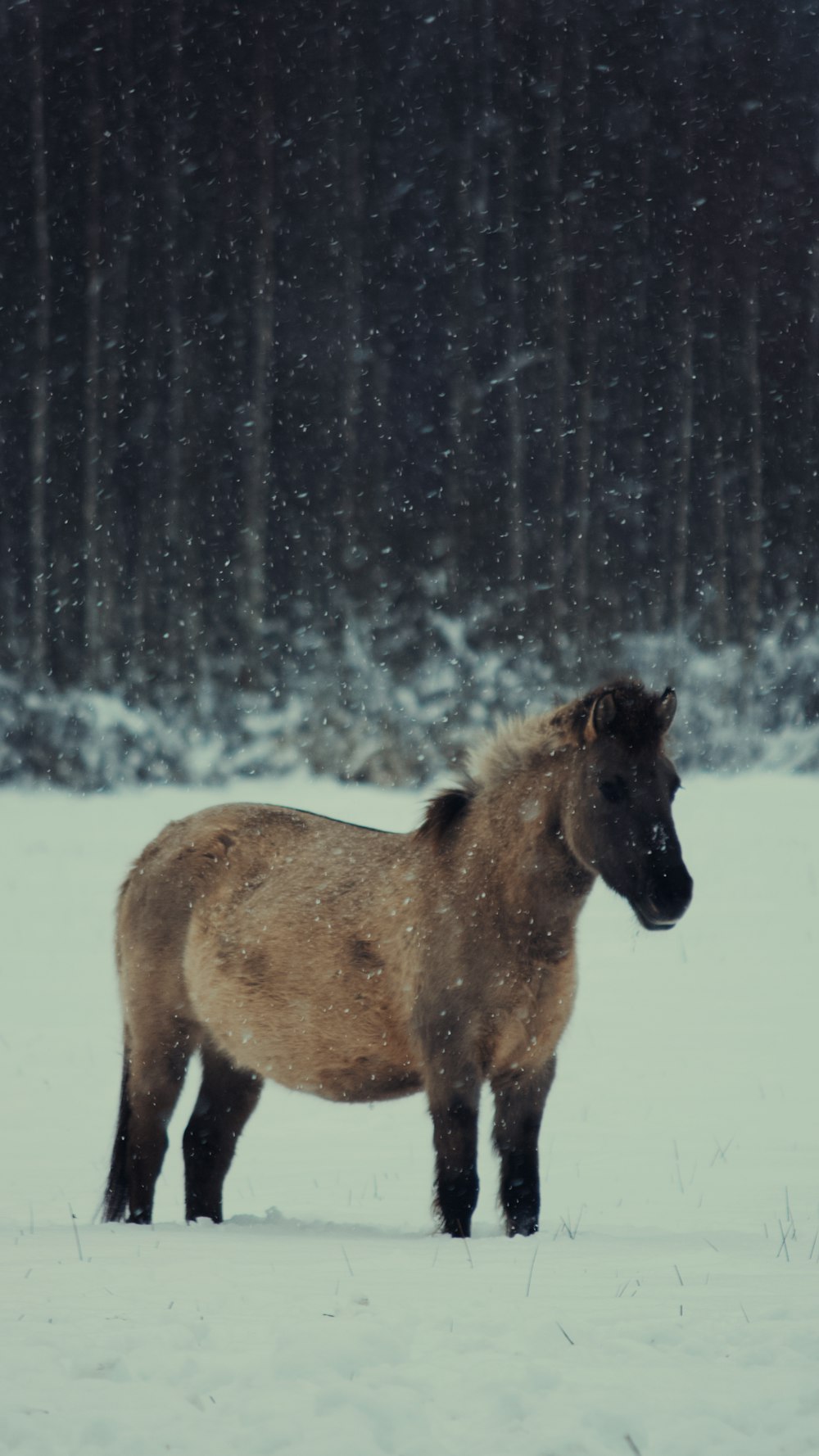 Caballo marrón en el suelo cubierto de nieve durante el día