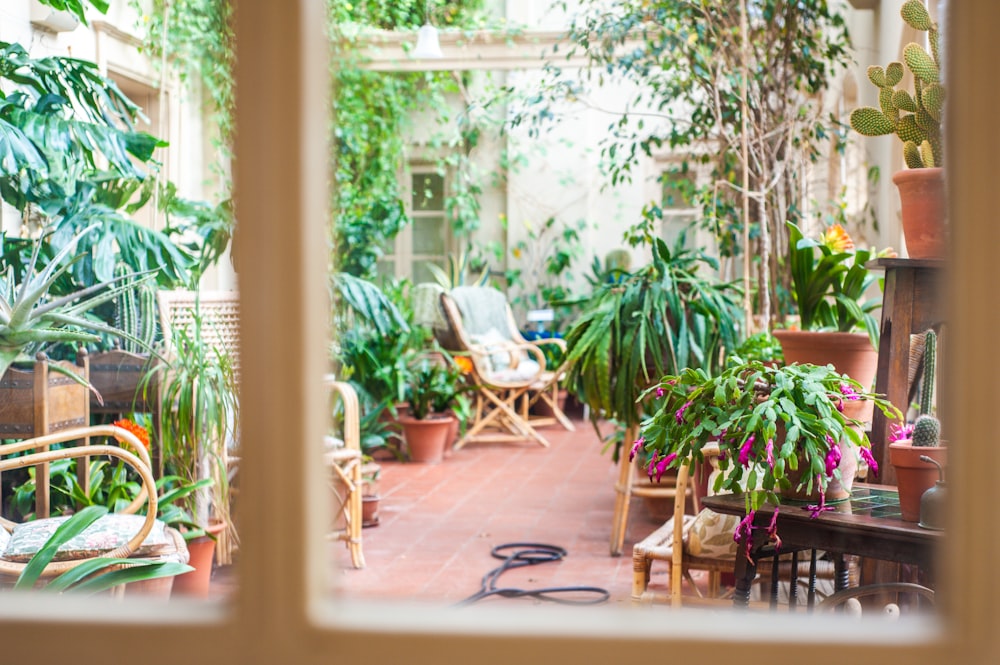 green potted plants on brown wooden table