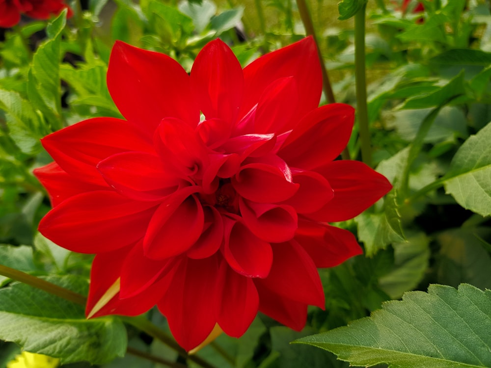 red flower in tilt shift lens