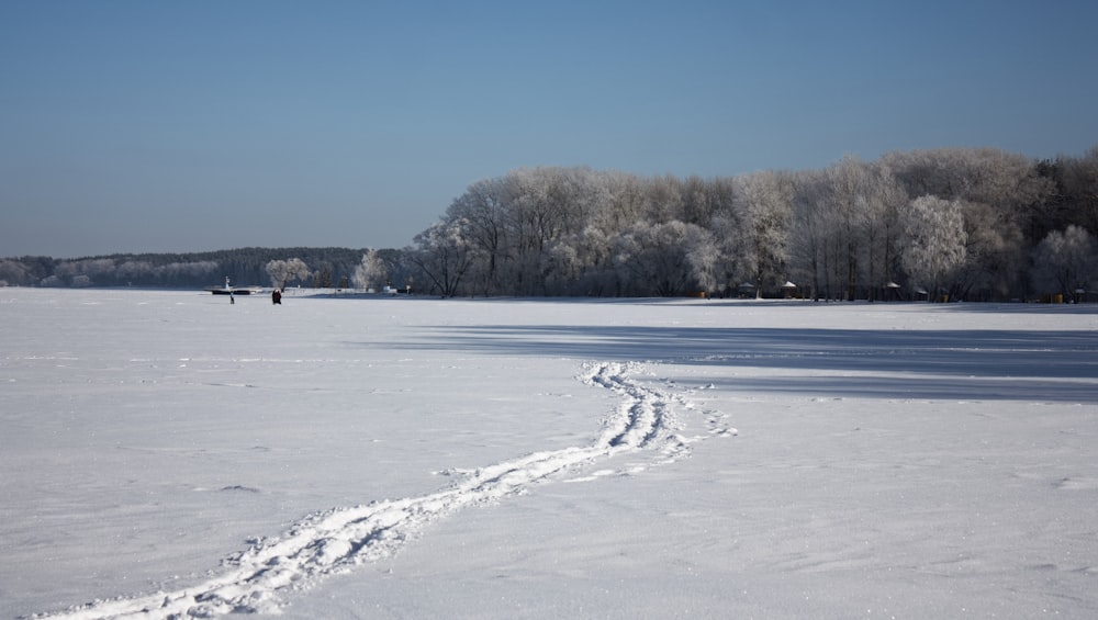 brown trees on snow covered ground under blue sky during daytime