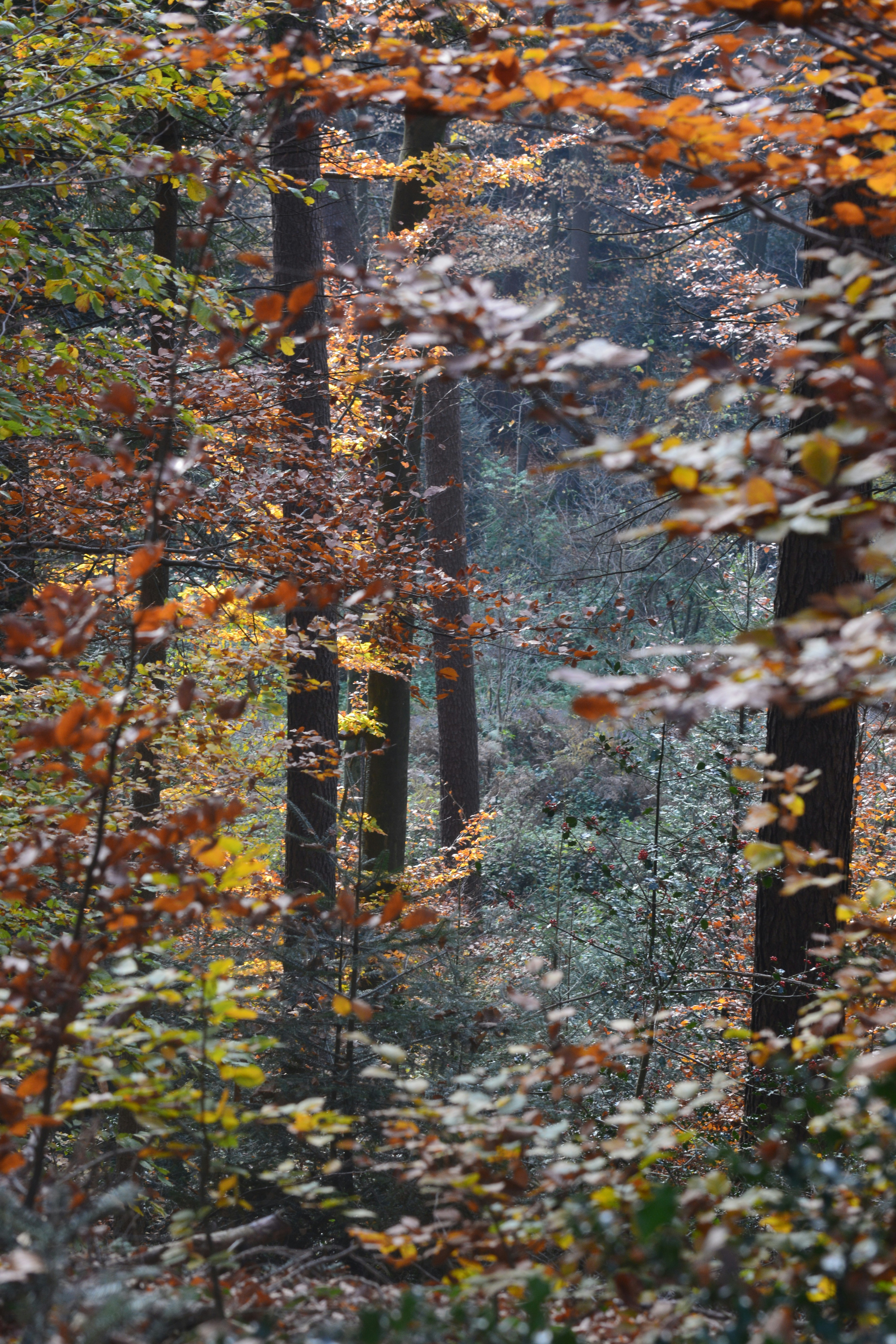 Photo by pedrino5_official