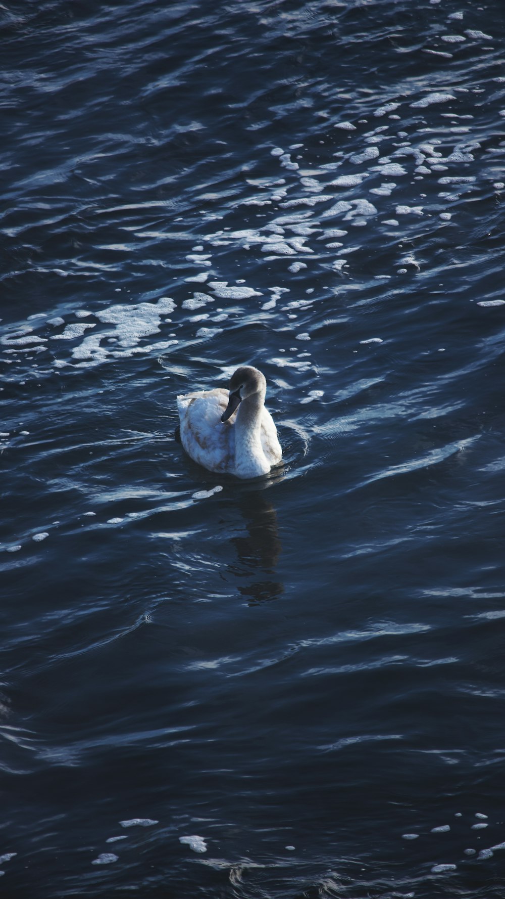 white duck on body of water during daytime