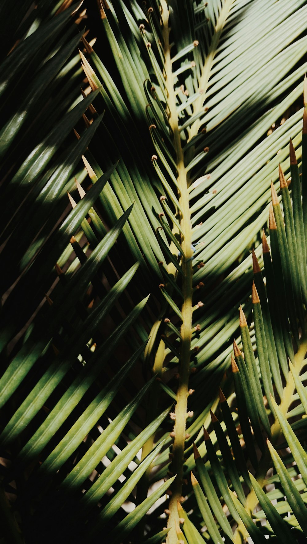 Palmera verde durante el día