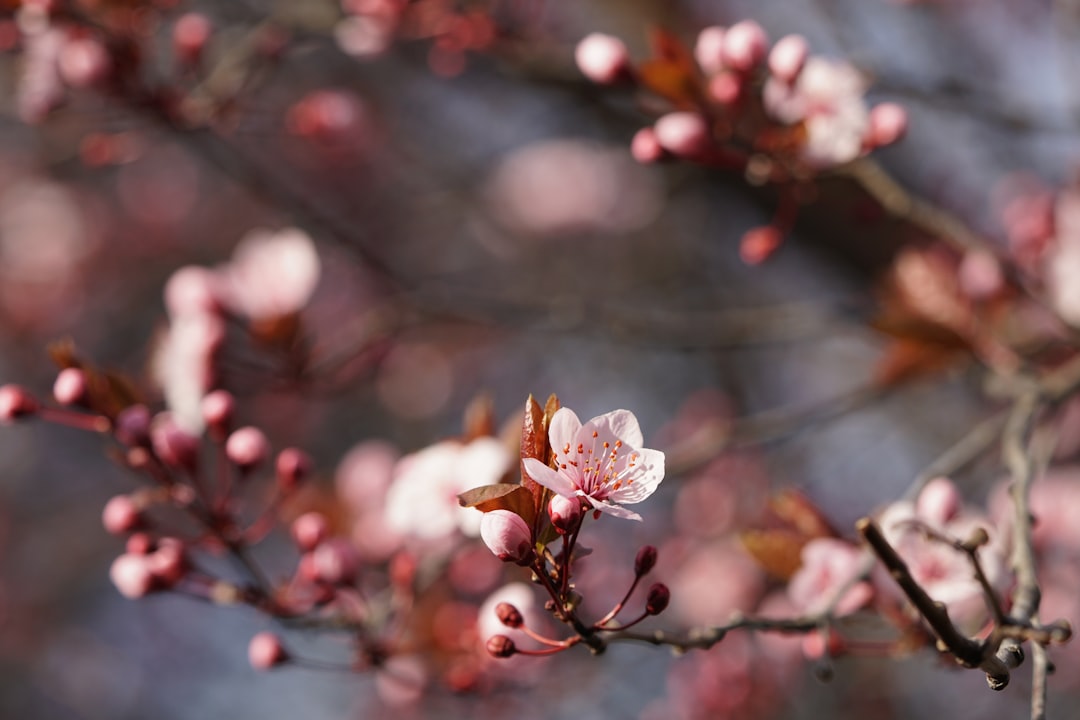 white and pink flower in tilt shift lens