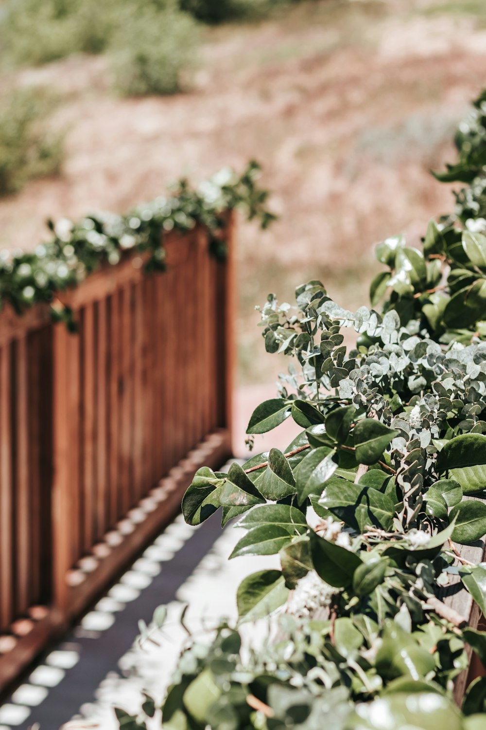 green plant near brown wooden fence during daytime