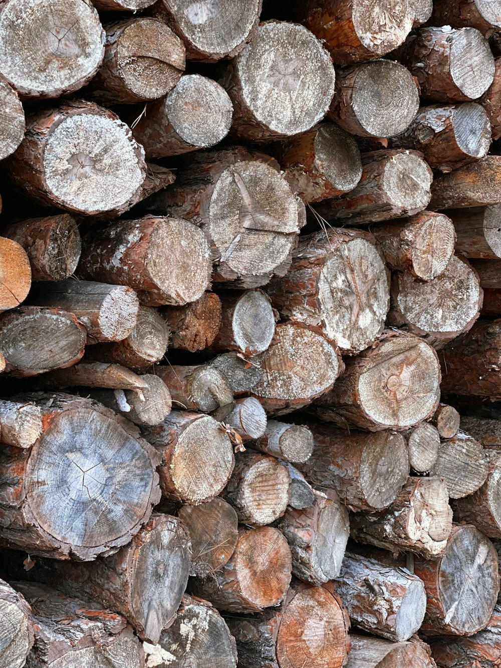 troncos de madeira castanhos e cinzentos