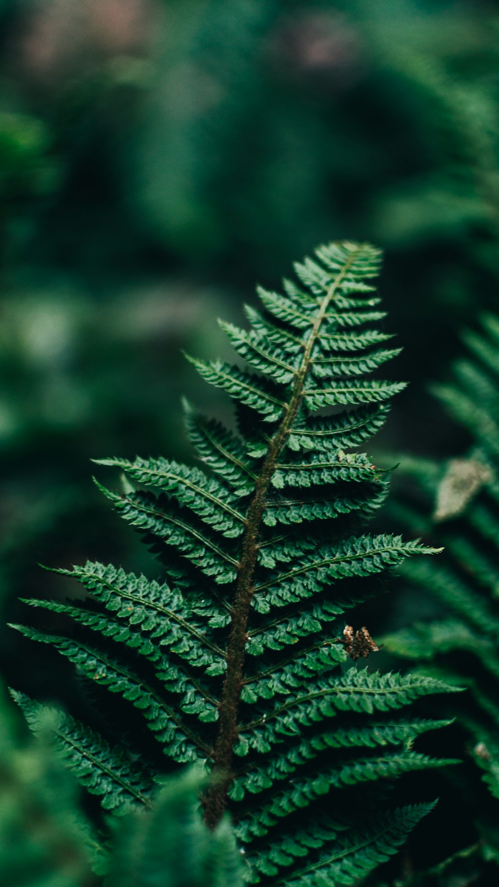 green pine tree leaves in close up photography