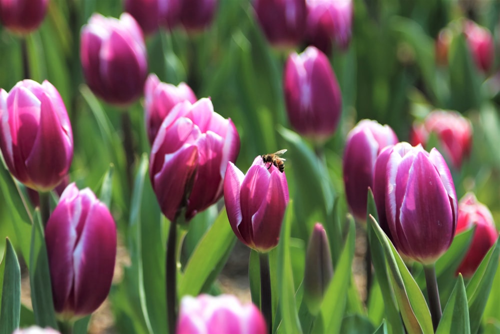 tulipani rosa in fiore durante il giorno
