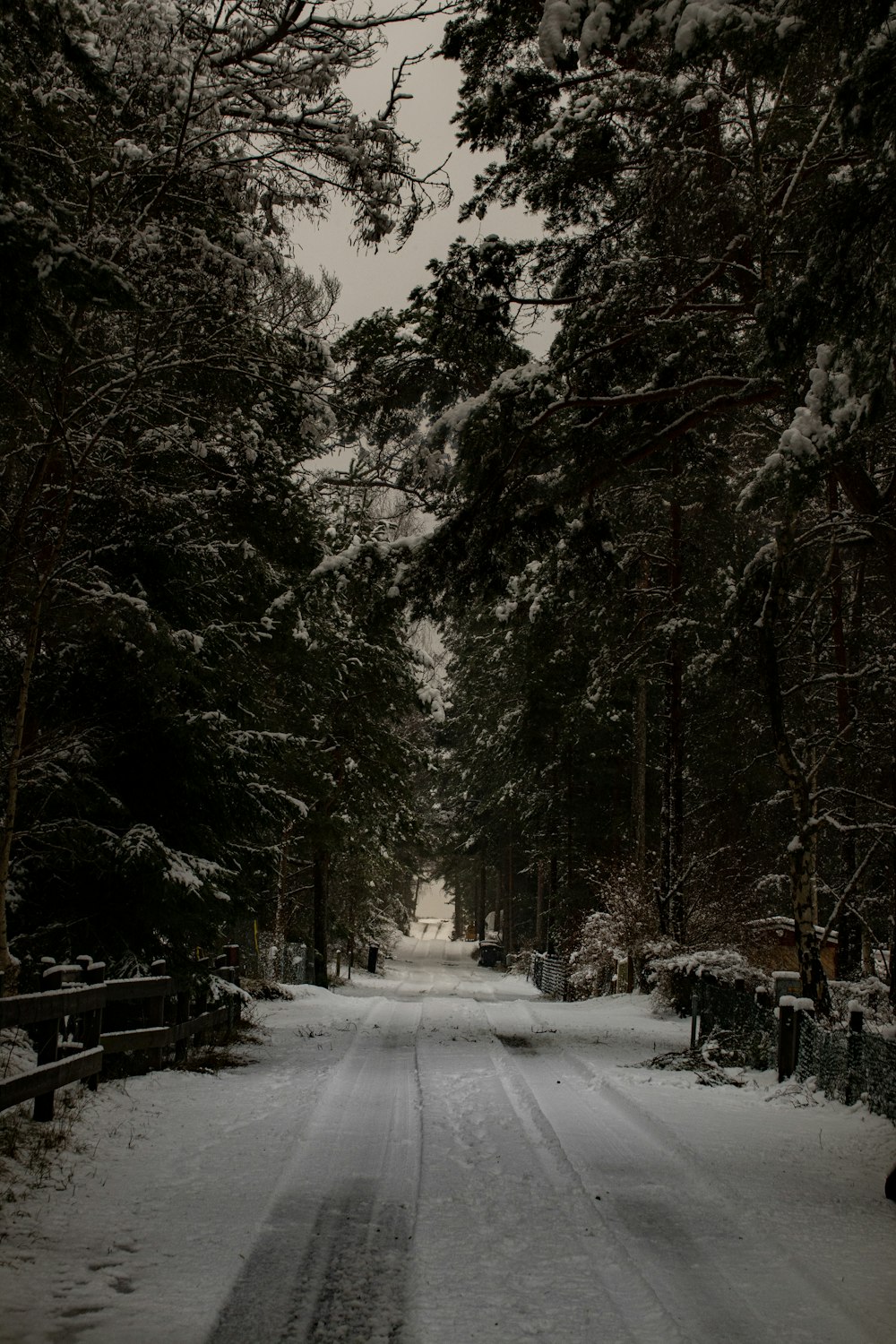 snow covered road between trees