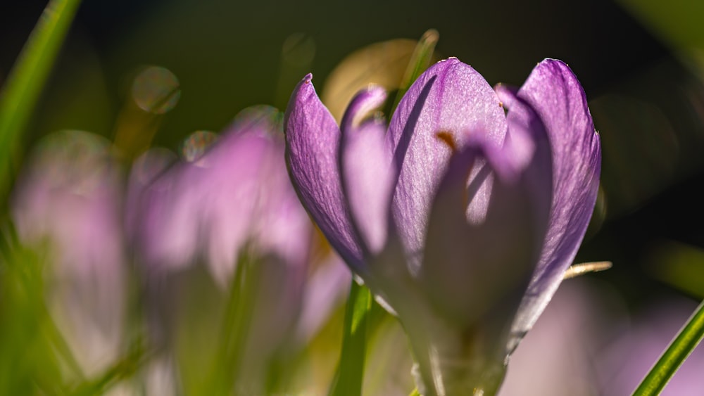 purple and white flower in tilt shift lens