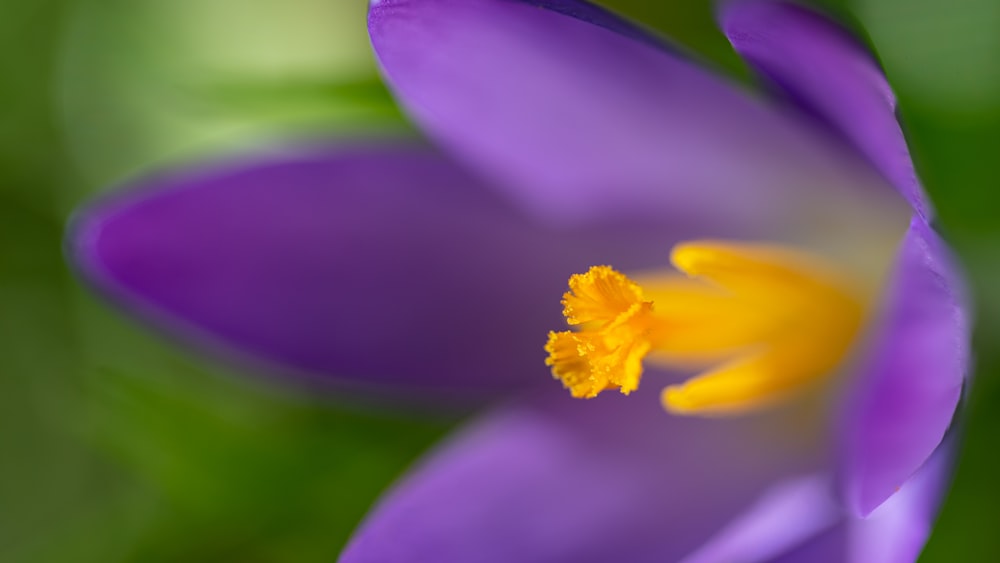 purple flower in tilt shift lens