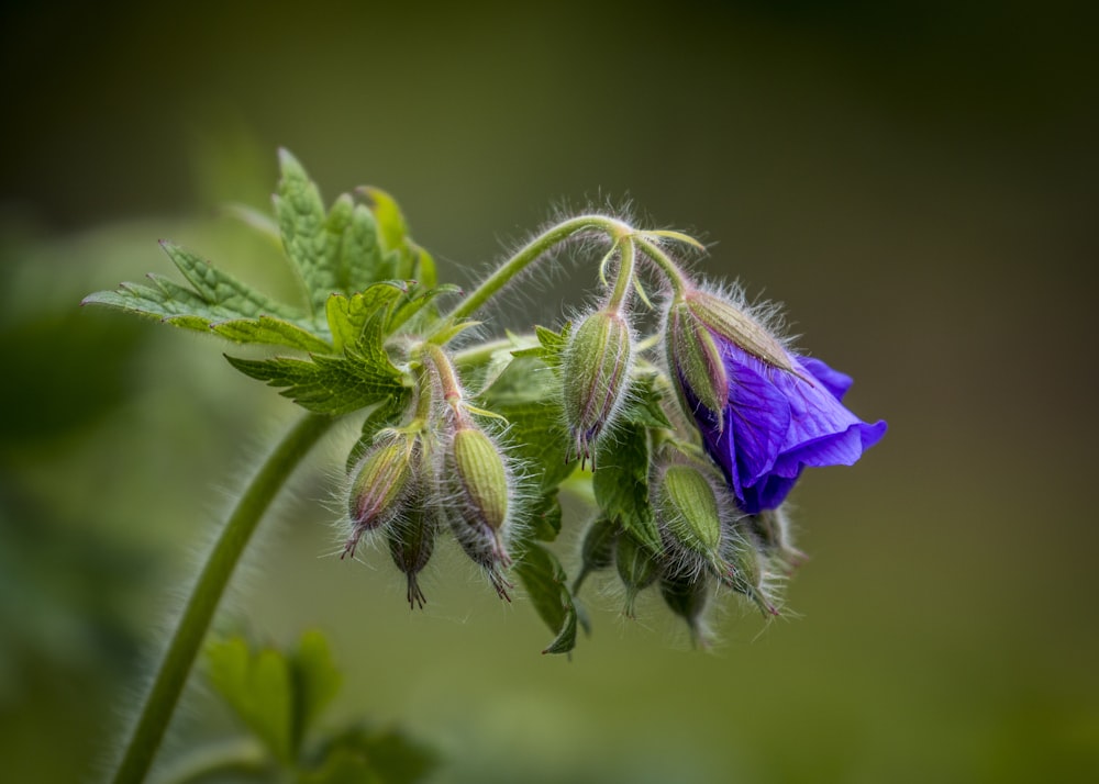 purple and green flower bud in macro shot