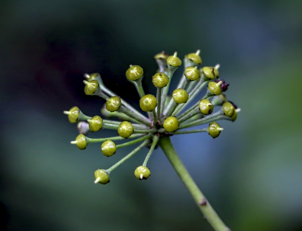 Un primo piano di una pianta con piccoli fiori