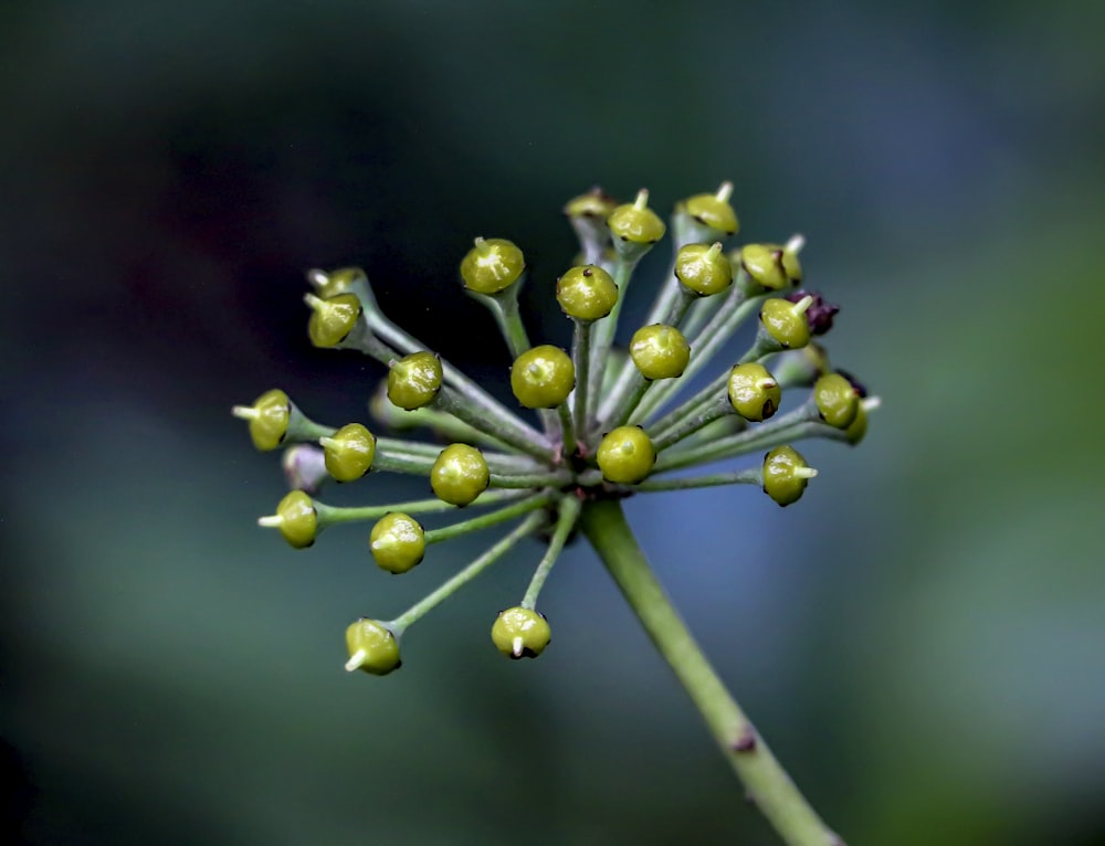 a close up of a plant with tiny flowers
