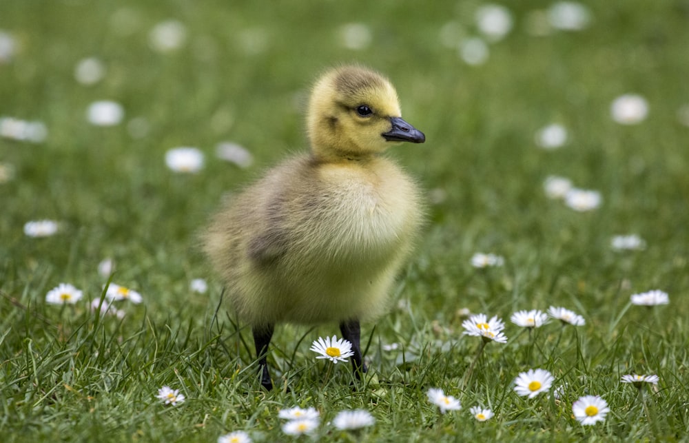 caneton jaune sur l’herbe verte pendant la journée