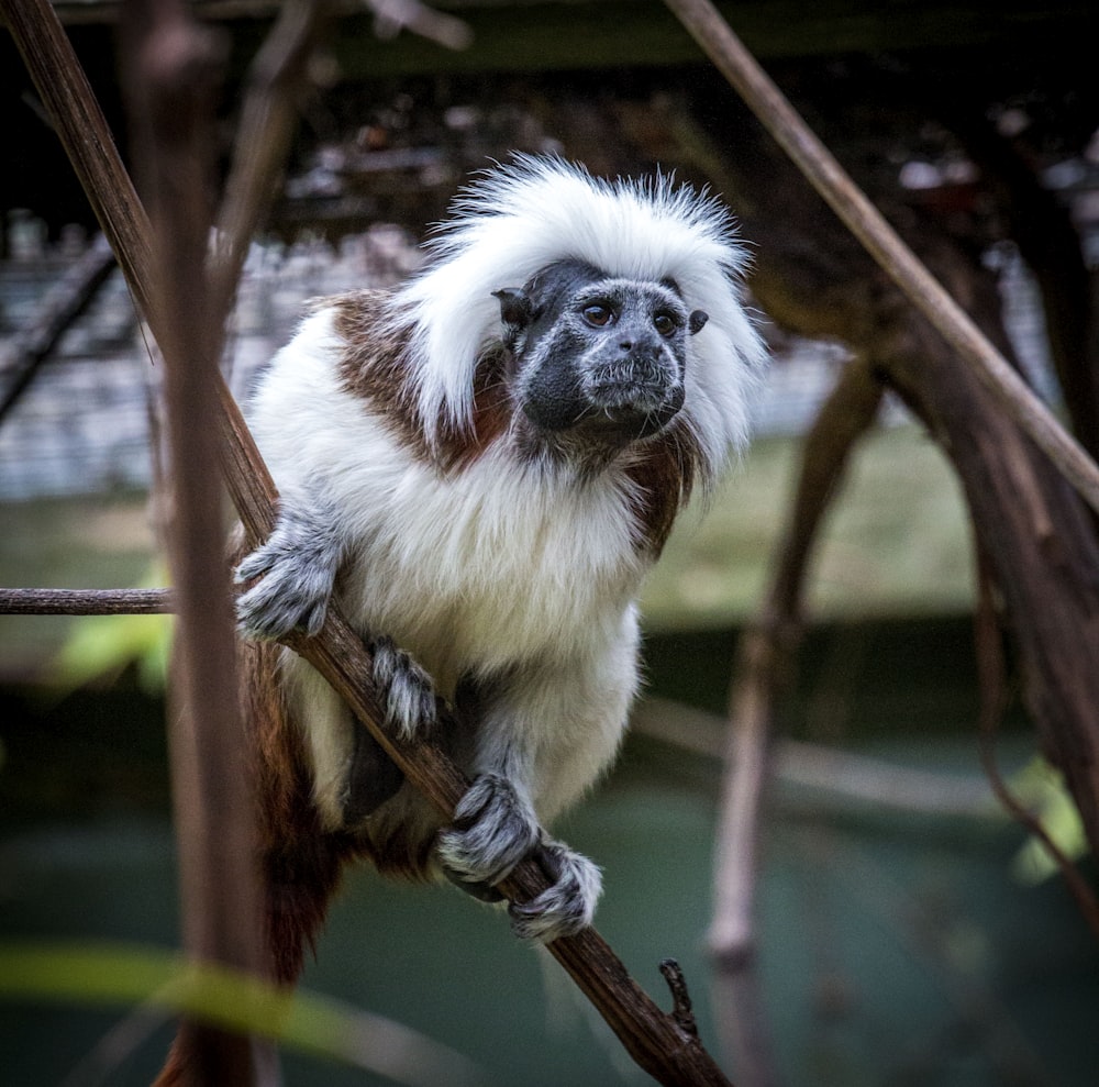 white and brown monkey on brown tree branch