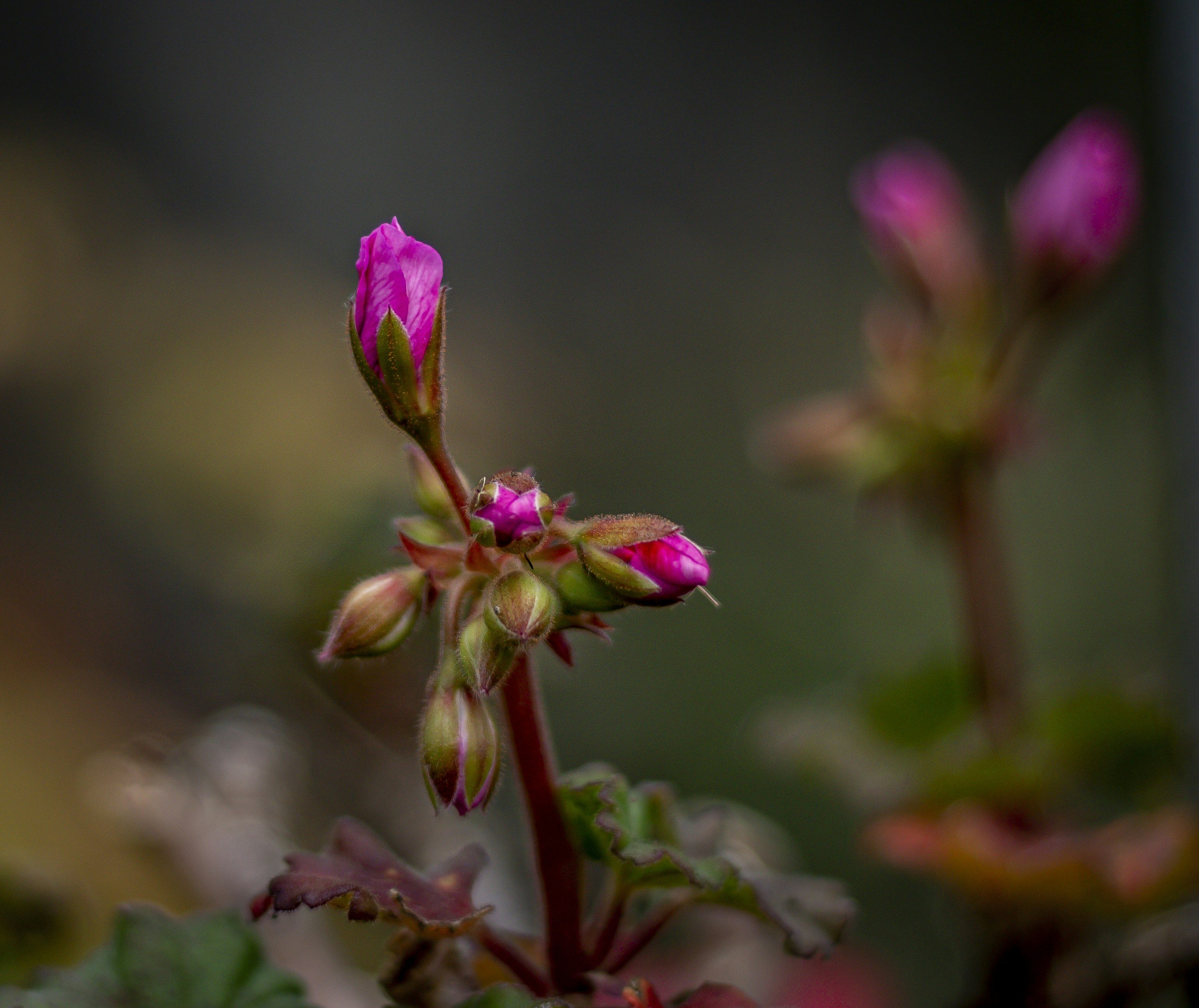 pink flower in tilt shift lens