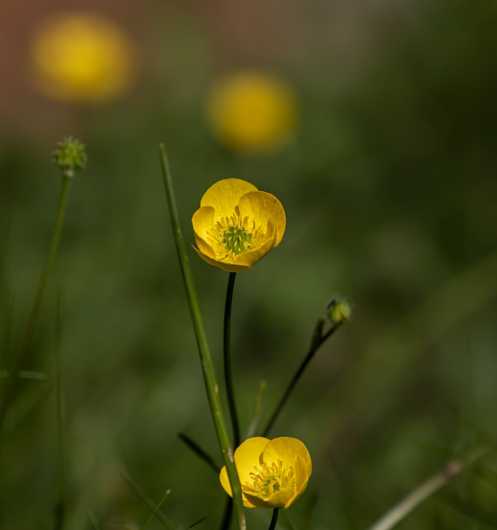 yellow flower in tilt shift lens