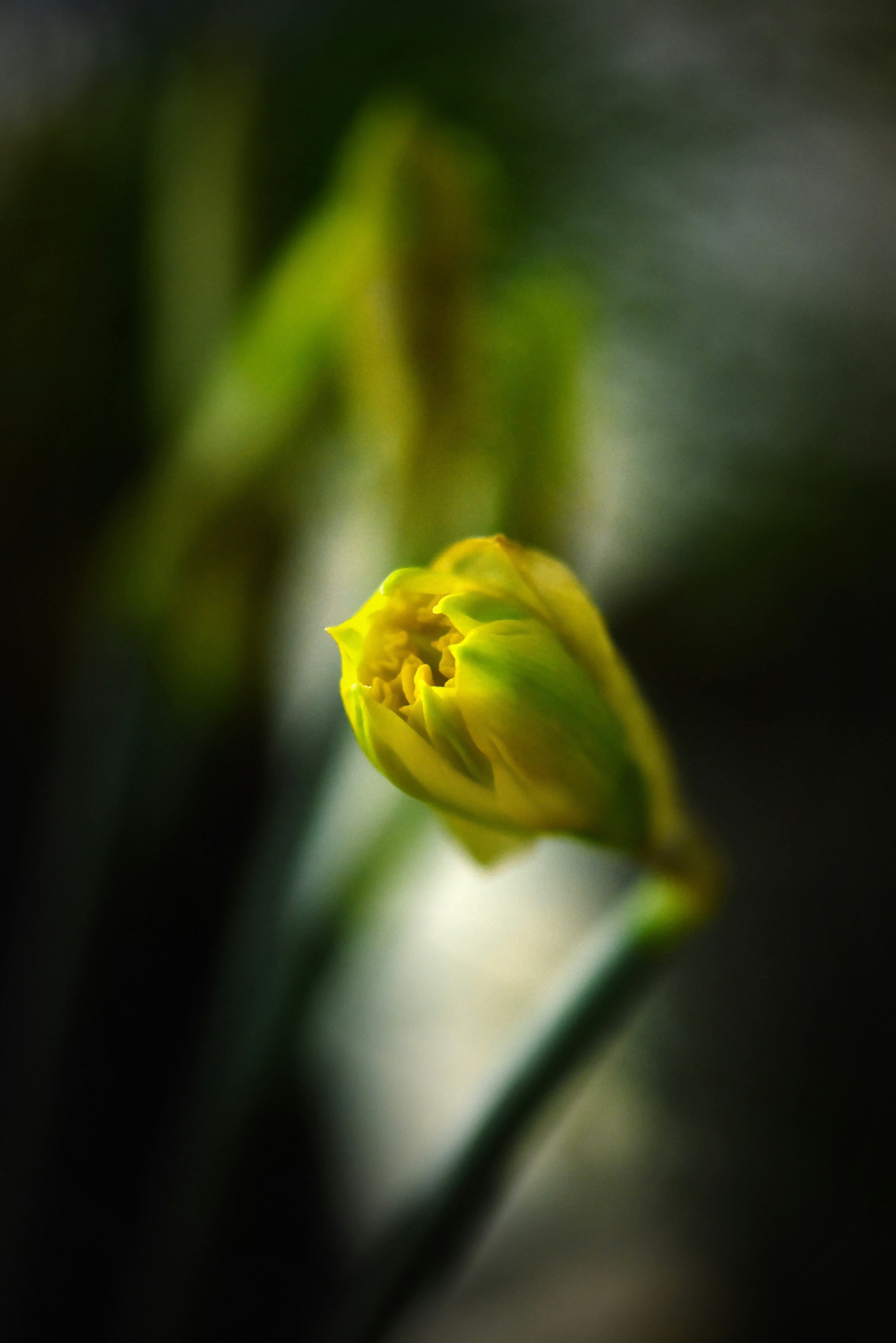 yellow flower in tilt shift lens