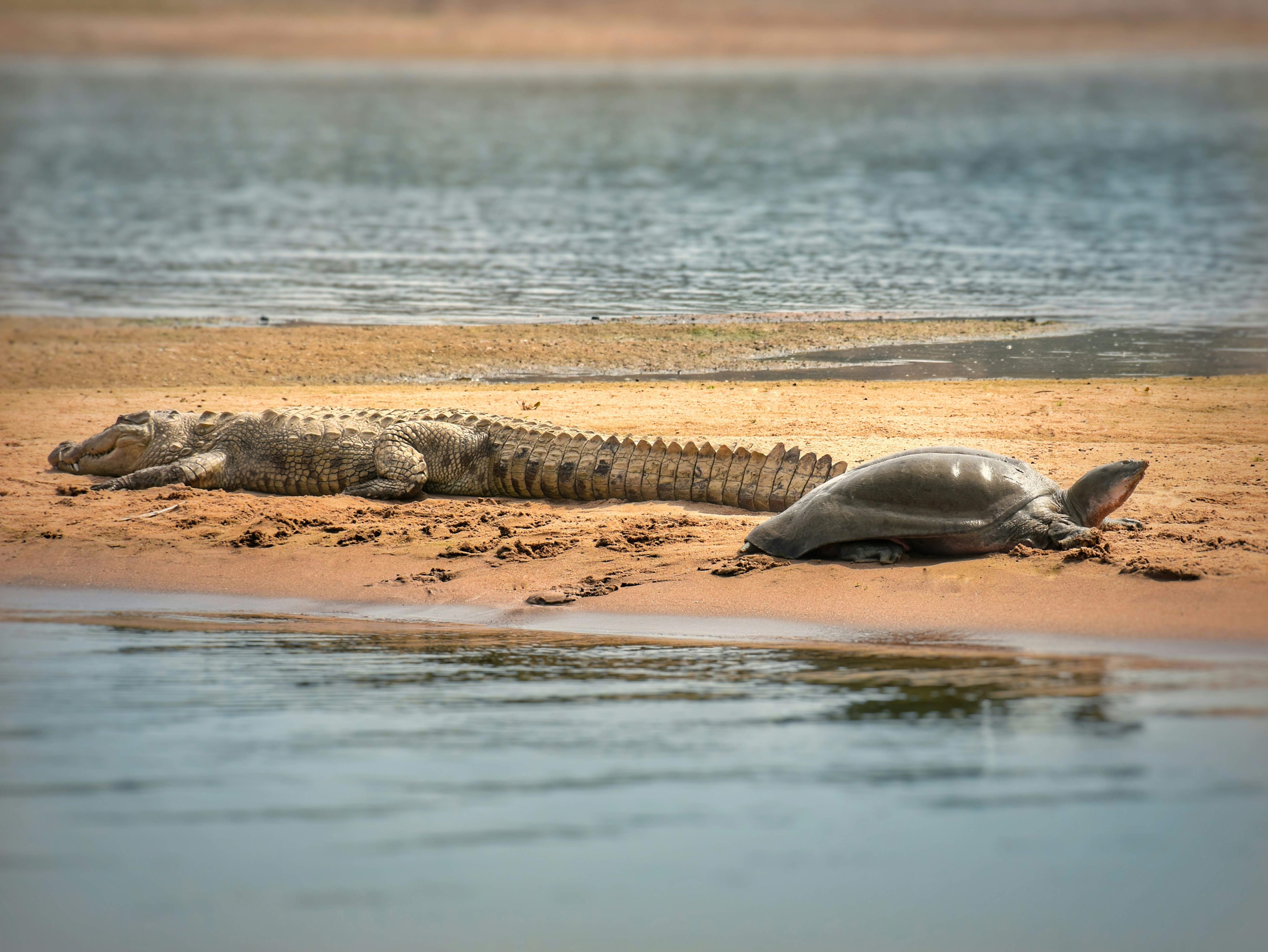 World’s turtles, crocodiles face increasing extinction risk