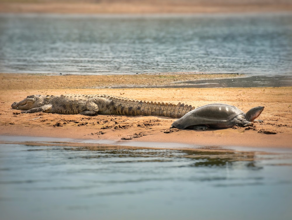 black seal on brown sand during daytime