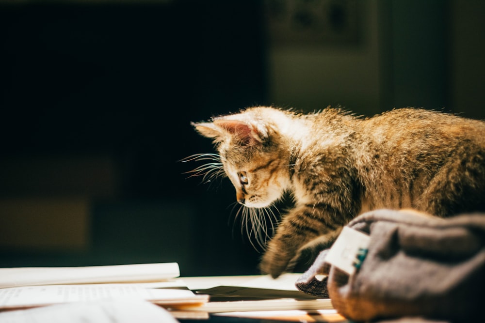 brown tabby cat on white table