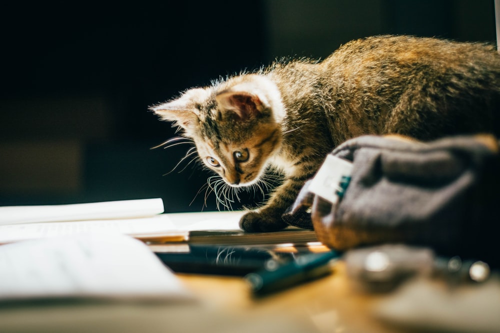 chat tigré brun sur table en bois marron