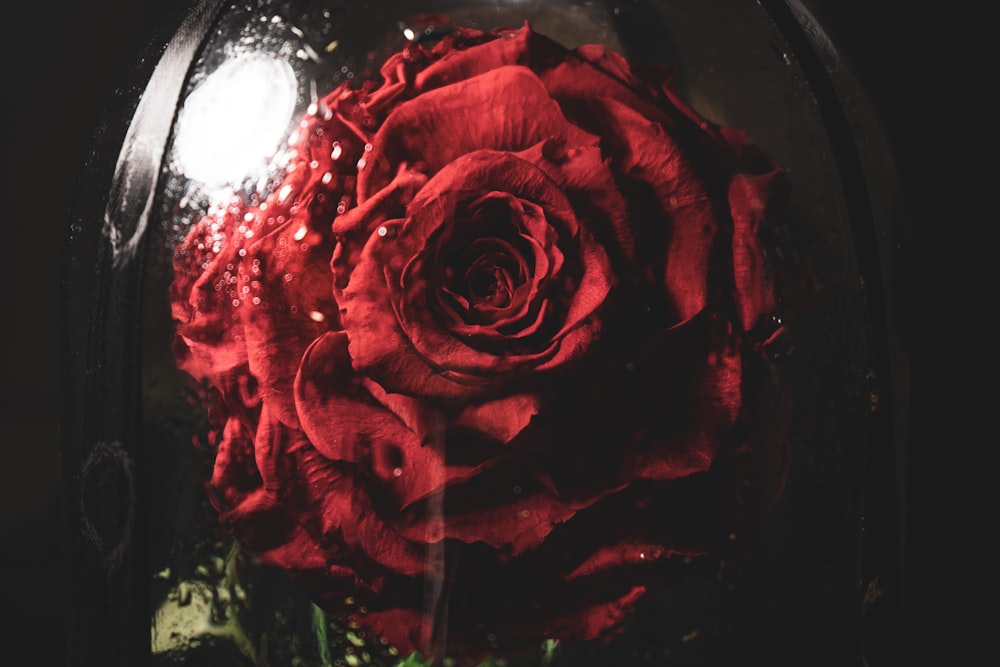 red rose in glass container