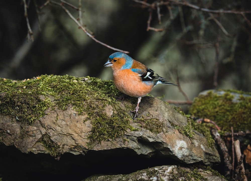 Uccello blu e marrone su roccia marrone