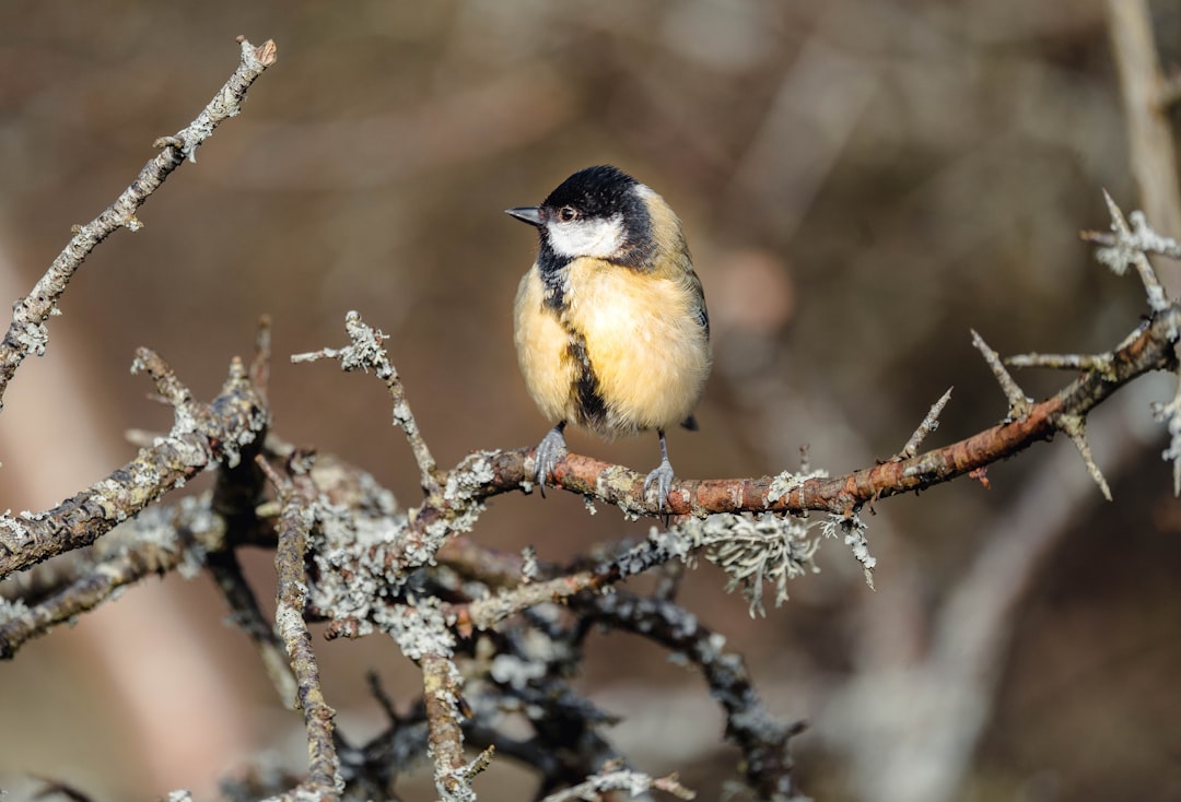 yellow and black bird on brown tree branch