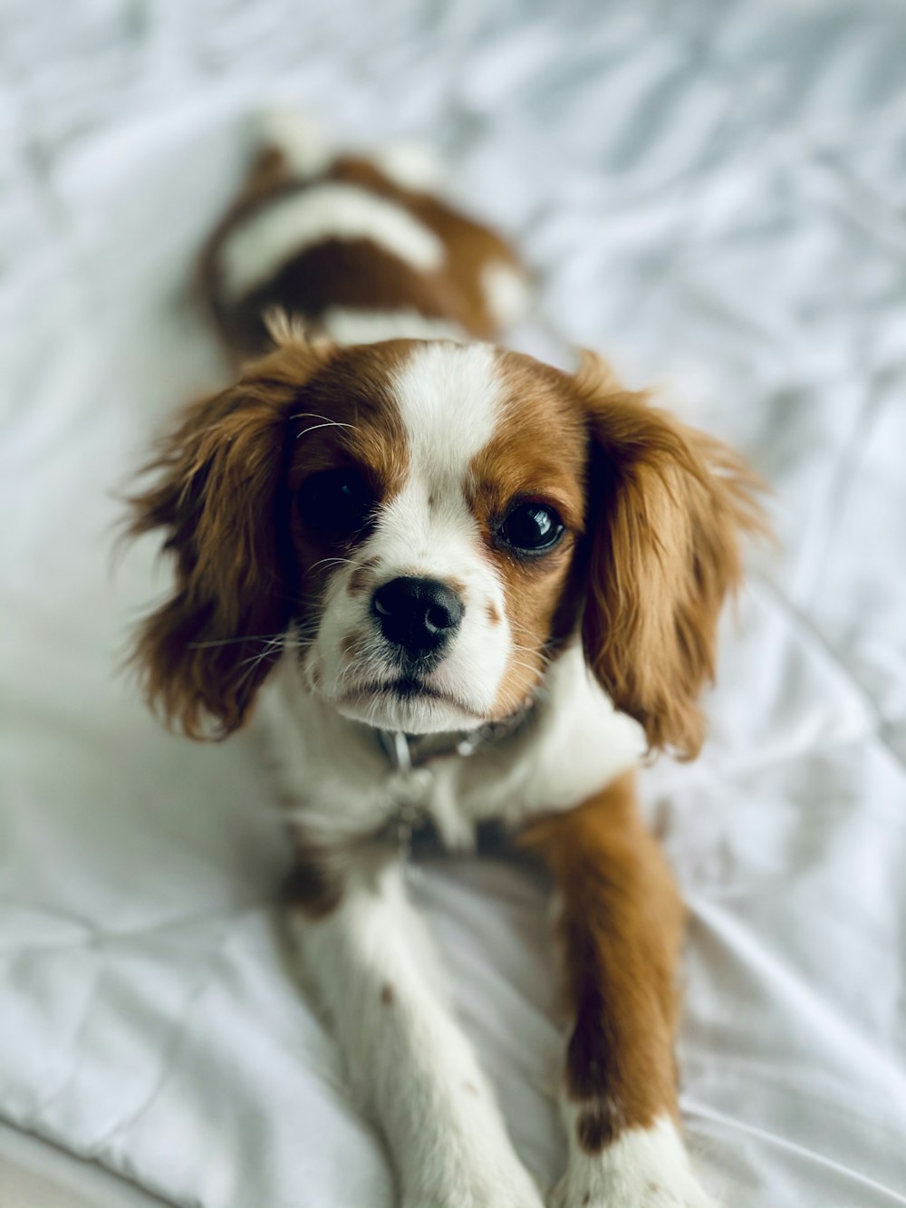 white and brown short coated puppy on white textile