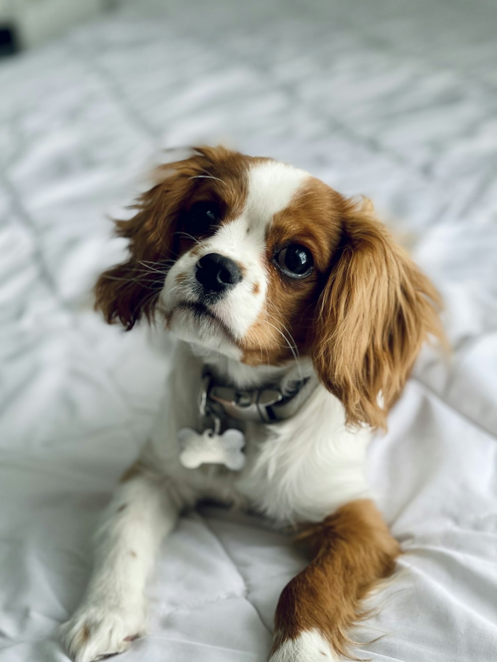 petit chien à poil long brun et blanc sur textile blanc