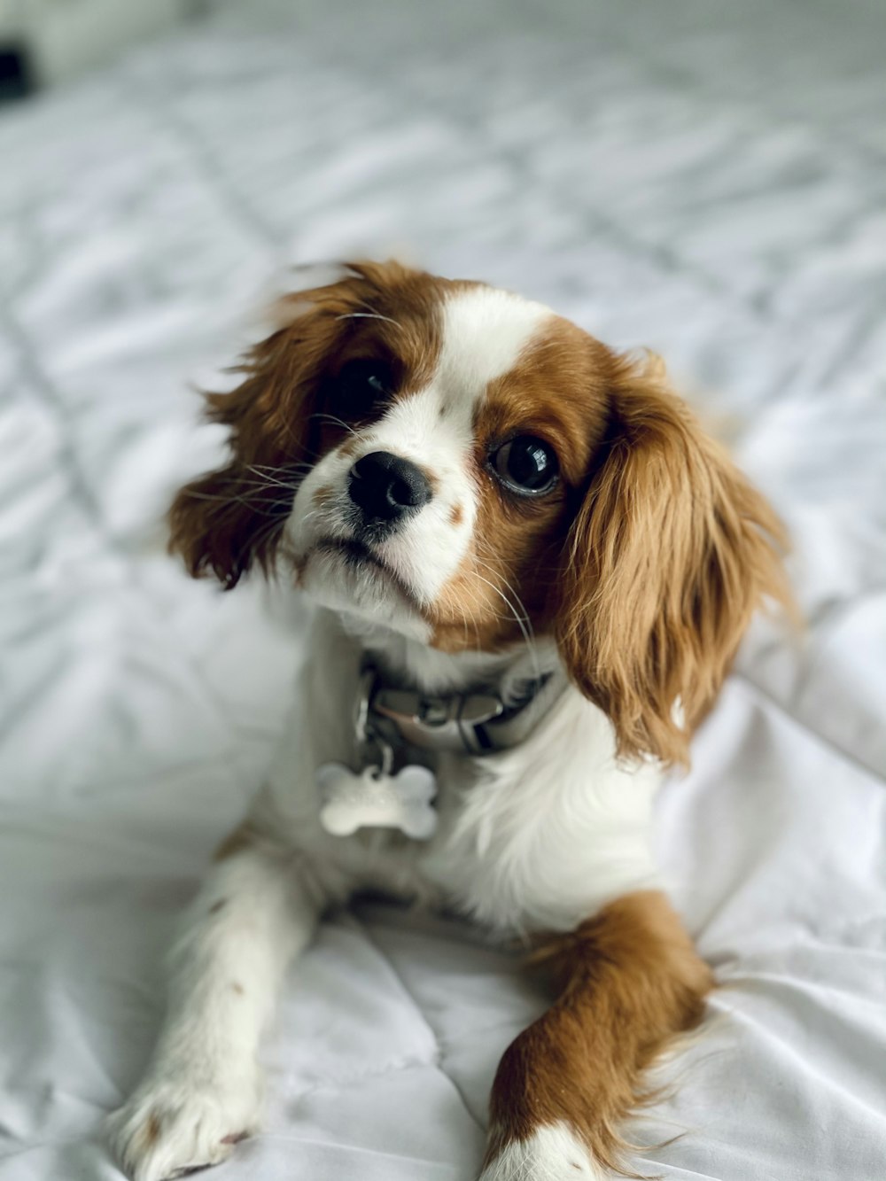 brown and white long haired small dog on white textile