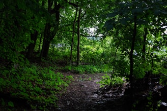 A vibrant jungle path symbolizing growth and exploration, with sunlight filtering through lush green leaves.